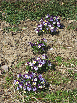 pansy mulched